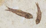 Fossil Fish (Knightia) Multiple Plate - Wyoming #31835-1